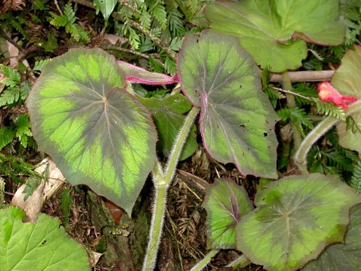 B. villifolia var. villifolia